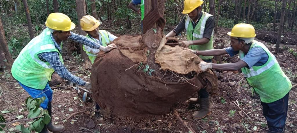 Relocation Of Trees