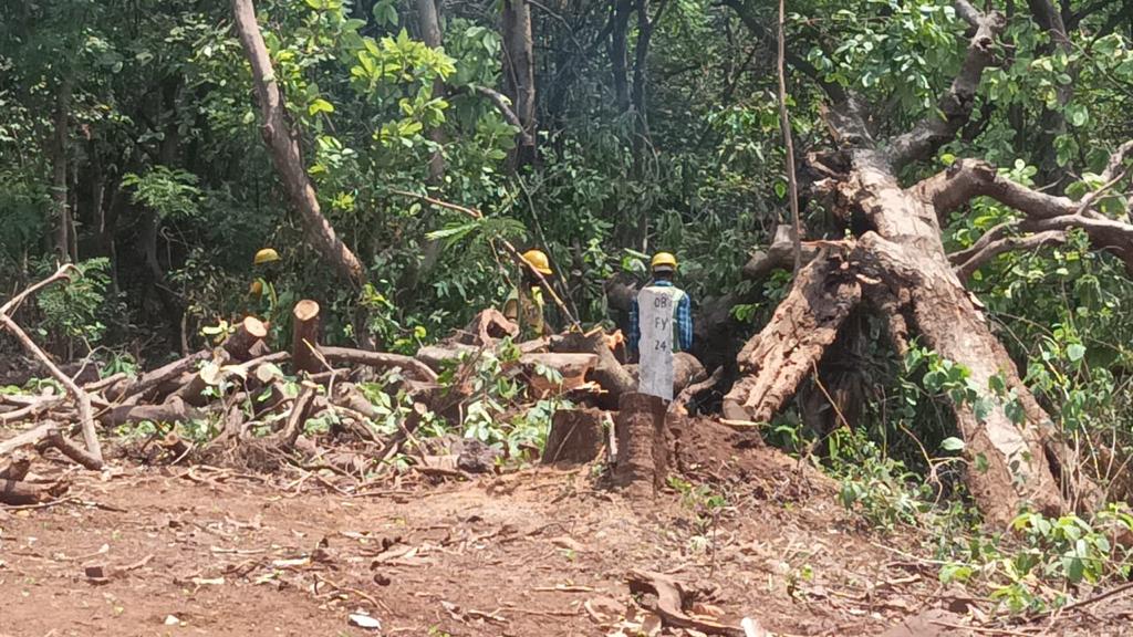 Felling Of Trees And Transport Depot